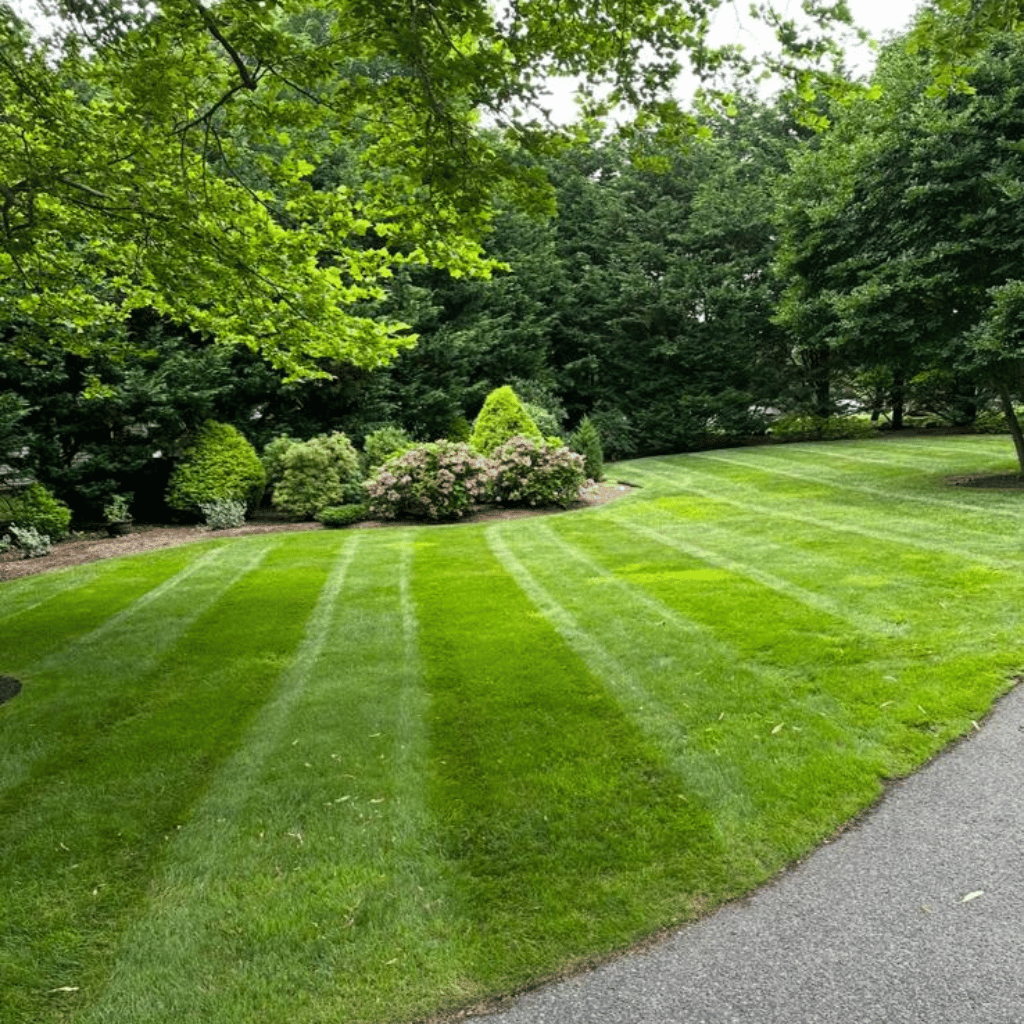Professional Lawn Maintenance